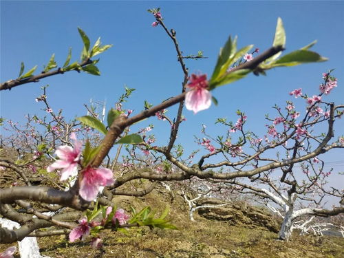 乱花渐欲迷人眼，想看桃花来威远——家禽销售与乡村旅游的融合发展