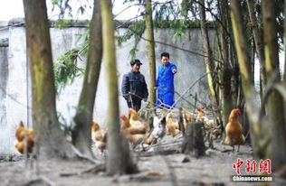 江西仨90后创业者养鸡年销售额突破600万，家禽销售新模式引领行业潮流