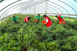 爱心超市助力扶贫 五河县家禽销售的新模式