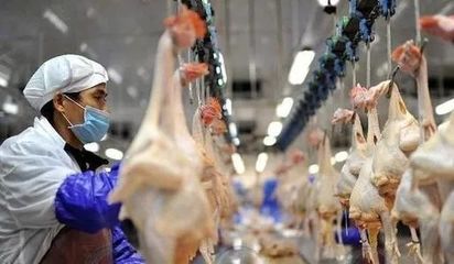 中国家禽业上市公司月度销售数据披露 透视行业动态与市场趋势