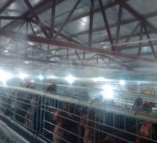 高清图片助力家禽销售 视觉营销的新趋势与实用策略