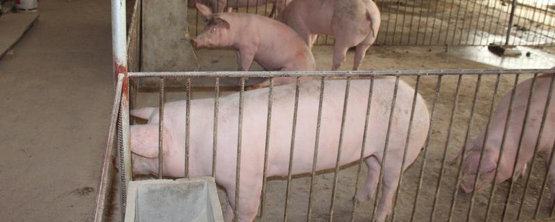 畜牧养殖公司经营全攻略 从手续办理到家禽销售