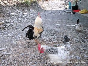 五峰星宇家禽养殖专业合作社 优质鸡产品，您的健康餐桌之选