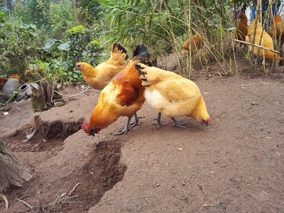 凤梧家禽，品味源自山野的纯粹——记重庆市永川区正宗土鸡土鸡蛋养殖销售