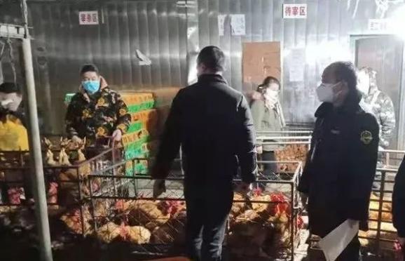 不要慌！家禽与蛋类供应充足，市场销售平稳有序