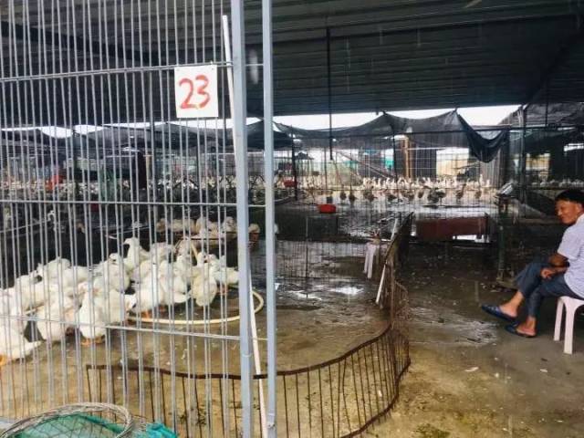 大白鹅集中圈养，鹅毛不再大“雪”——金平鮀莲街道赖厝社区家禽集散中心助力乡村振兴