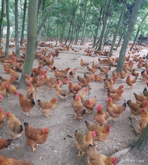 南宁市家禽养殖企业销售破局路径探索——疫情期间的困境与对策