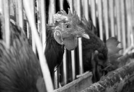 金华家禽业 从重创中企稳，期待市场复苏与销售回暖