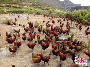 贵州福泉仙桥乡 首批生态家禽喜迎出栏，绿色产业助力乡村振兴