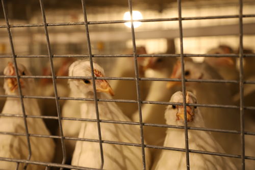 疫情阴云下的家禽业 挑战与突围中的家禽销售