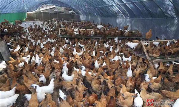 深度报道 最是尤物动人心——盘点雪峰乌骨鸡产业发展现状与家禽销售