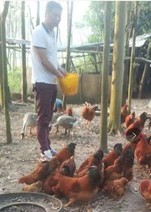 喜讯！海口六名农村青年致富带头人荣获“海南省农村青年致富能人”荣誉称号，助力家禽销售产业发展