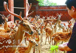 孝昌县引进多家畜牧生产企业 家禽产业焕发新活力